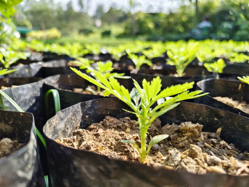 5 cây giống nên gieo ngay đầu tháng 8 cho hoa Tết