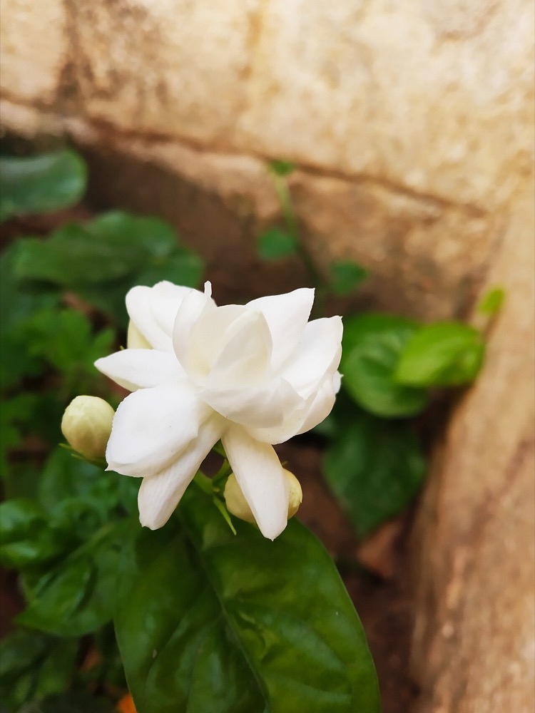 5 cây hoa thơm trồng dưới cửa sổ phòng ngủ