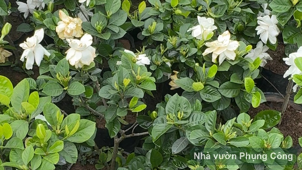 Bạch thiên hương dáng tree: tạo tán xum thơm sân tối