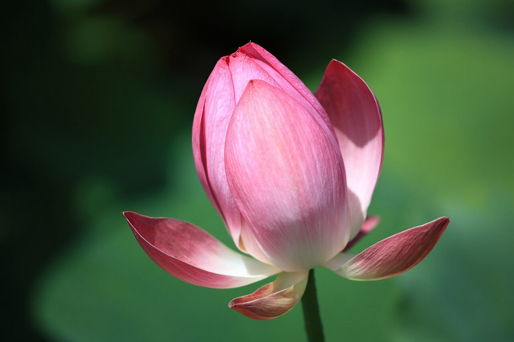 Bón gì cho cây vào nụ mà không cháy rễ cuối hè