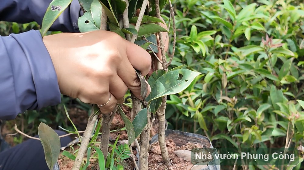 Cách làm cây mộc hương ra hoa nhiều, thơm