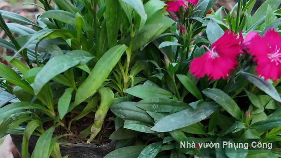 Cách trồng hoa cẩm chướng cánh kép từ hạt