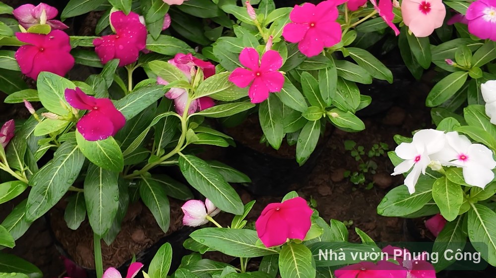 Cách trồng hoa dừa cạn rủ ban công nở quanh năm