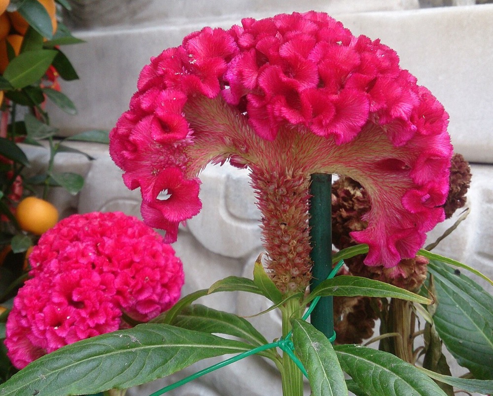 Cách trồng hoa mào gà bông to, màu rực
