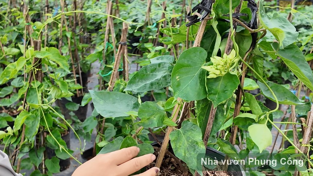 Cách trồng hoa thiên lý leo giàn sai bông