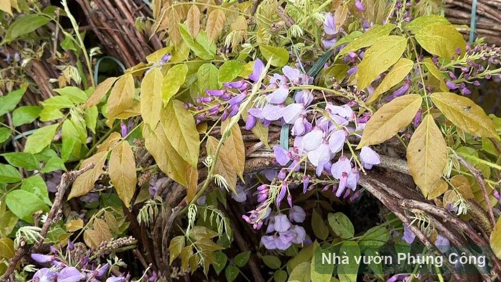 Cách trồng hoa tử đằng ra hoa rủ giàn