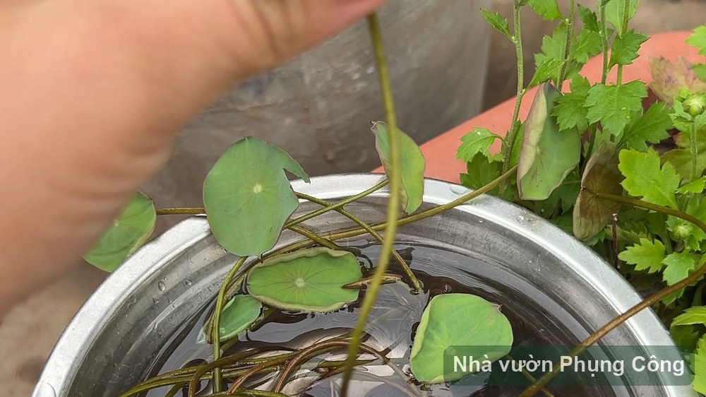 Cách trồng sen mini thủy sinh ra hoa trong chậu