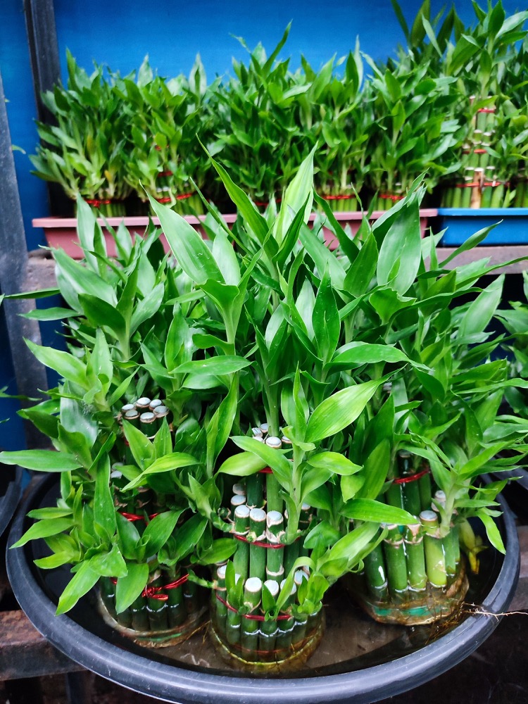 Cẩm nang cây phong thủy theo 12 con giáp