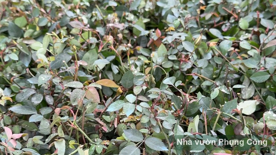 Cẩm nang hoa hồng môn và lan ý nở bền trong nhà