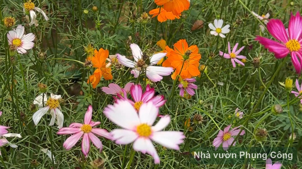 Cẩm nang hoa sao nhái (cosmos) đủ màu phủ thảm