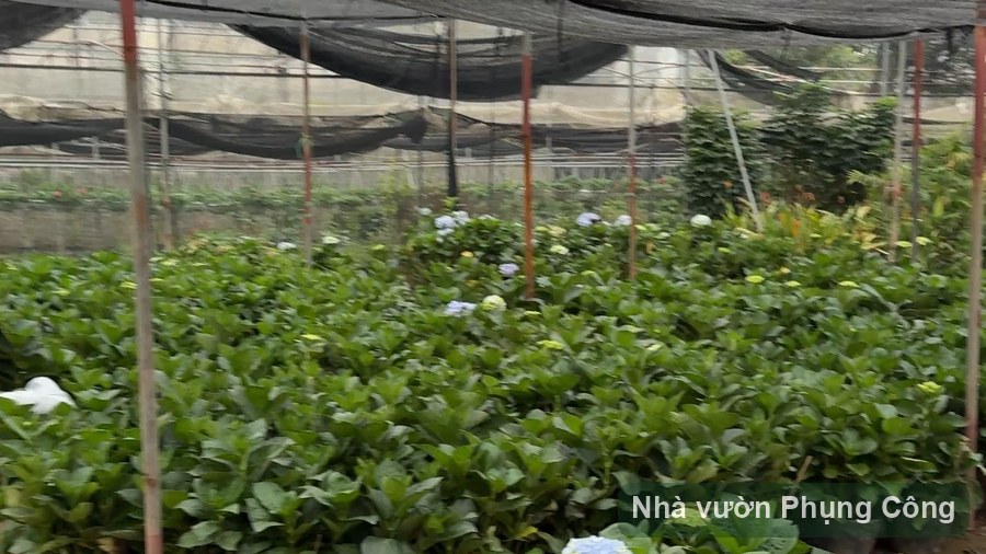 Cẩm tú cầu đổi màu: bí quyết giữ màu mùa thu