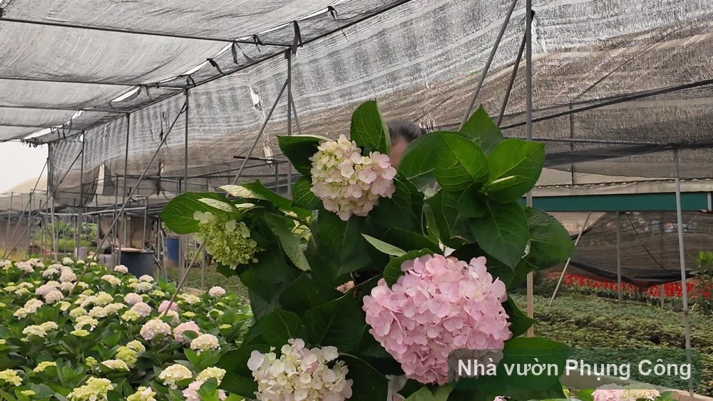 Cẩm tú cầu và cẩm tú mai: cây nào dễ cho người mới