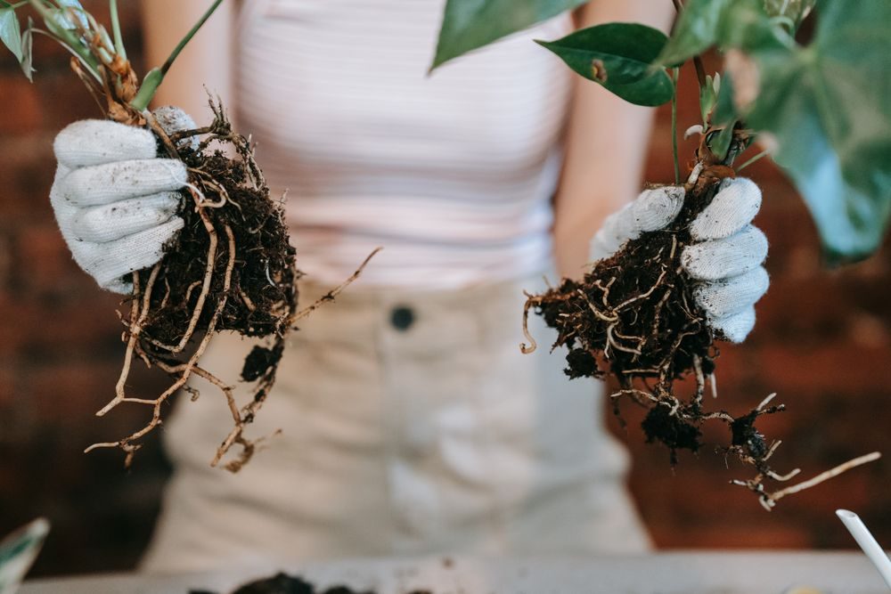 Cây bị thối gốc, thối thân — cách cứu cây úng nước hiệu quả