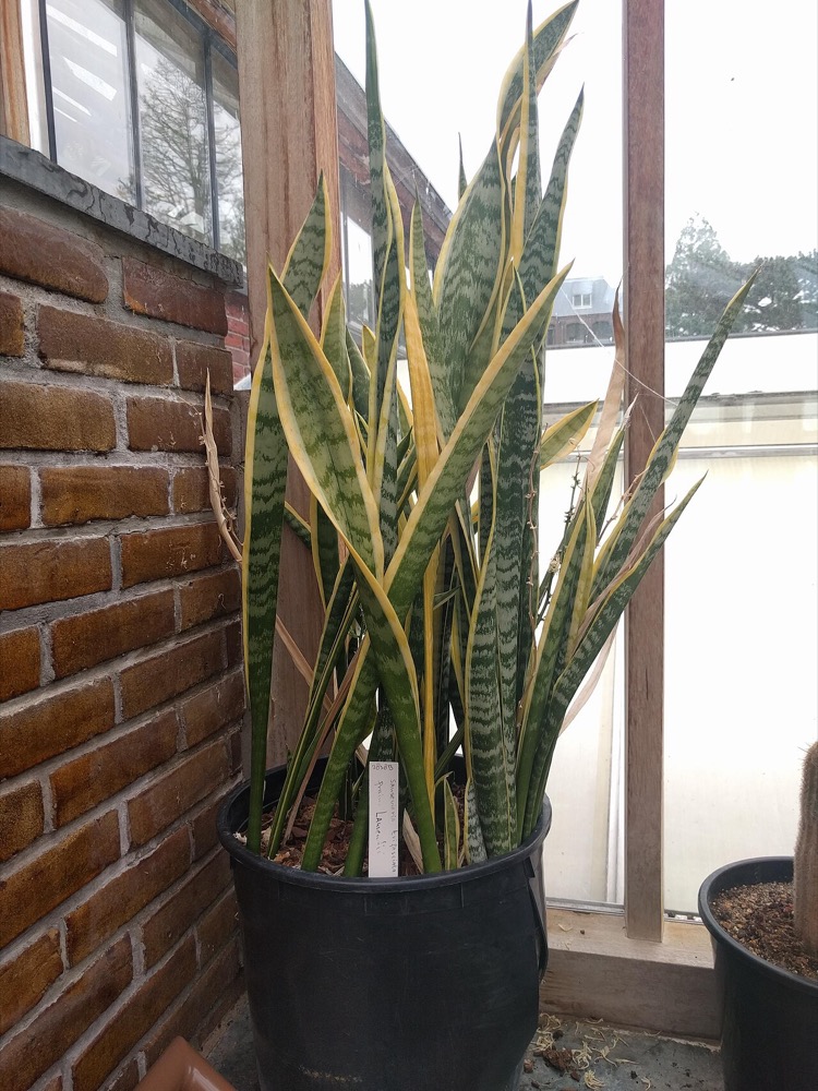 Cây để bàn ký túc xá cho sinh viên ở trọ ít sáng