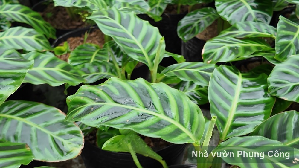 Cây đuôi công ngựa vằn: chăm lá không cháy mép