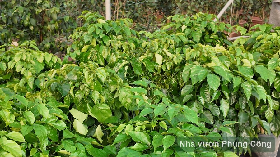 Cây hạnh phúc: chăm trong nhà không rụng lá