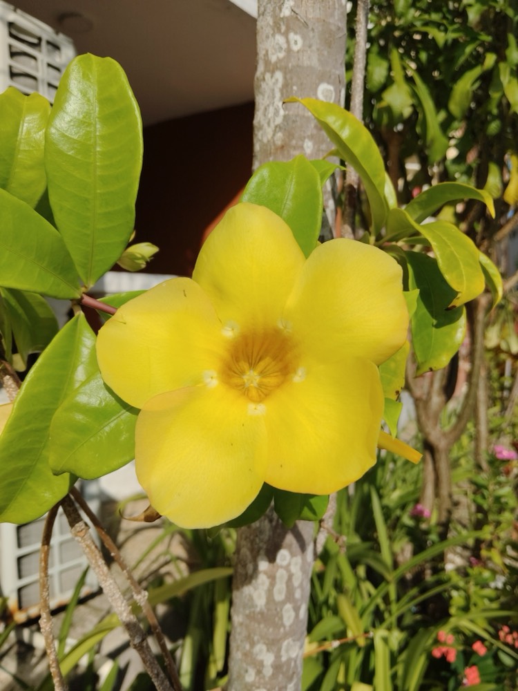 Cây hoa bày mâm cỗ Trung thu cho góc nhà ấm