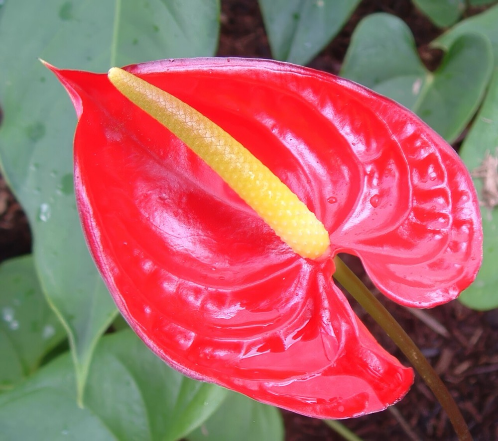 Cây hồng môn đỏ giữ hoa lâu, hợp bàn làm việc