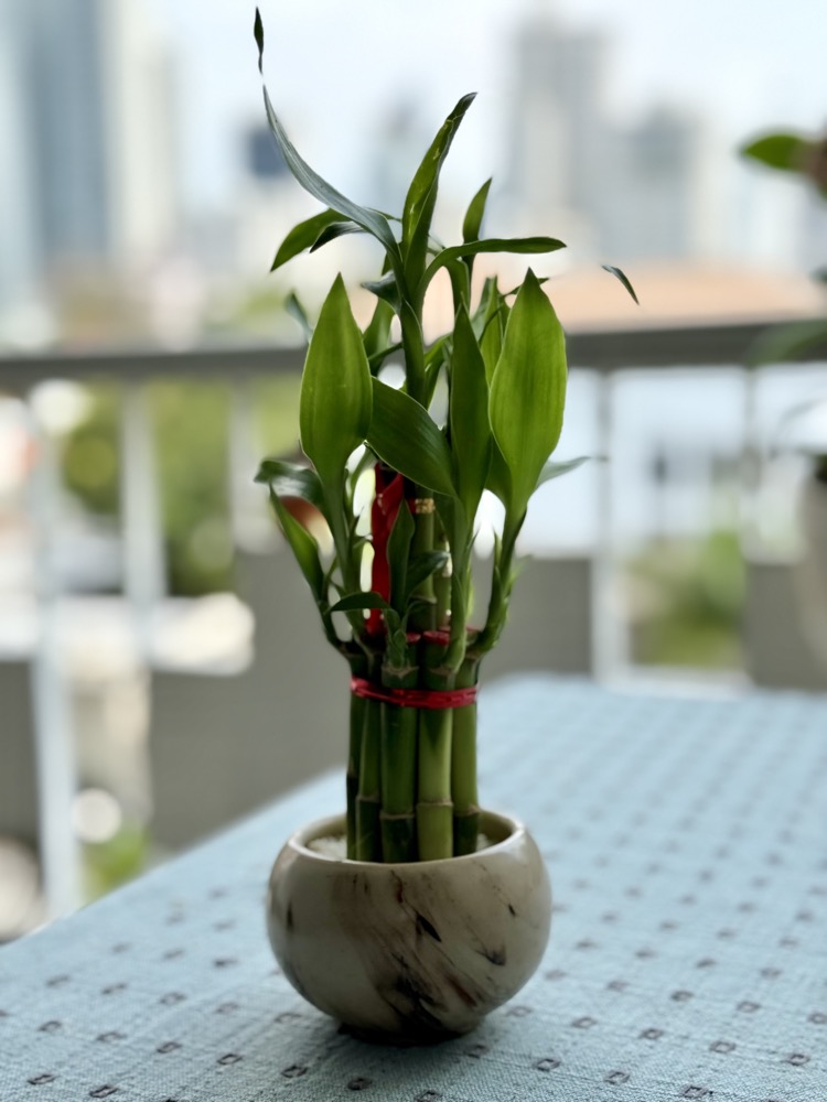 Cây hợp mệnh Thủy đặt bàn làm việc hút tài