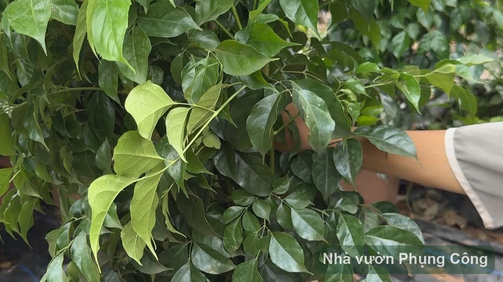 Cây kim ngân (hạnh phúc) để bàn xanh lâu, hợp mệnh