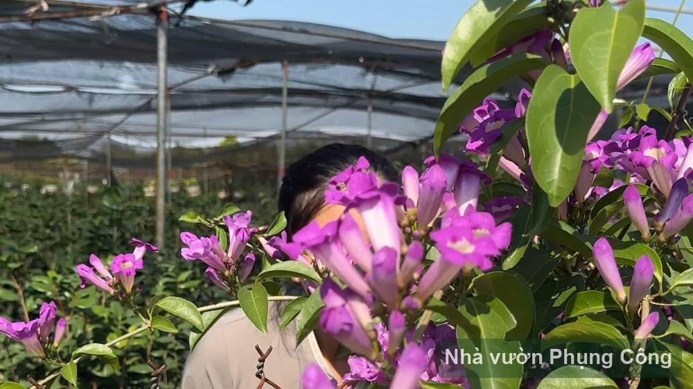 Cây lan ý ra hoa trắng trong nhà