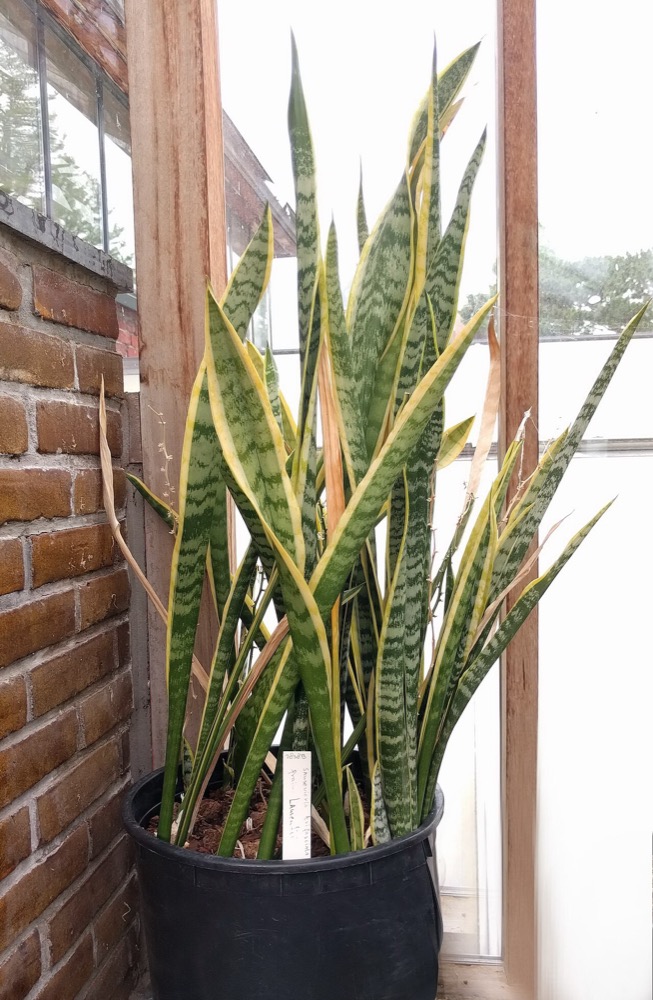 Cây phong thủy hợp dân văn phòng hay quên tưới