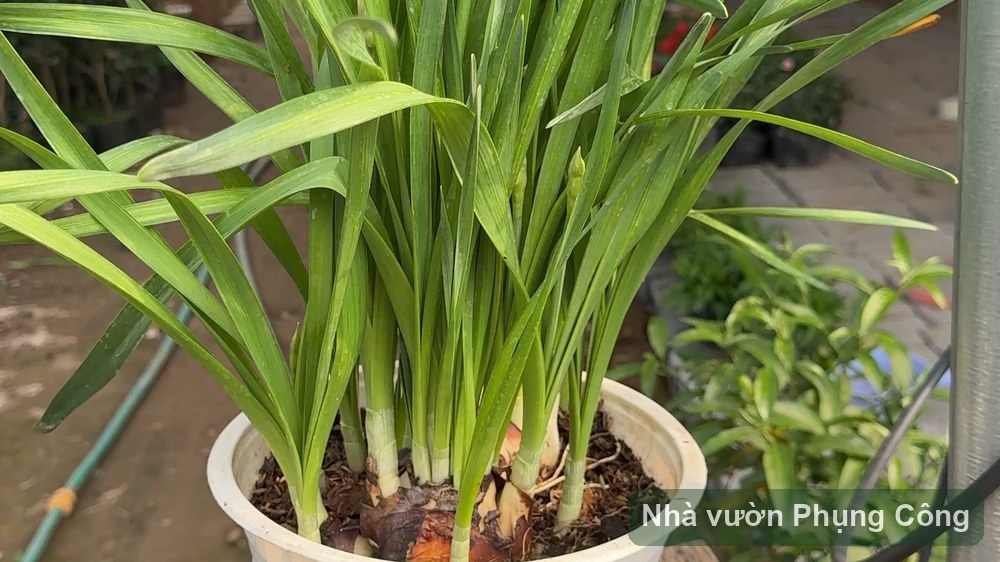 Củ giống hoa Tết: ươm thủy tiên và huệ từ tháng 9