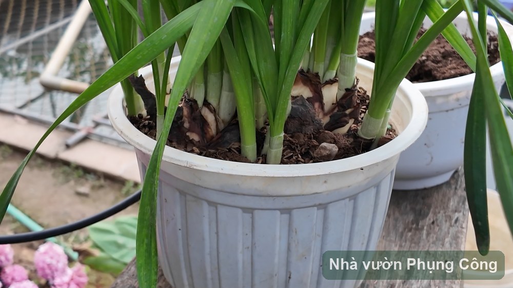 Củ thủy tiên: gọt tỉa và gây giống nở Tết