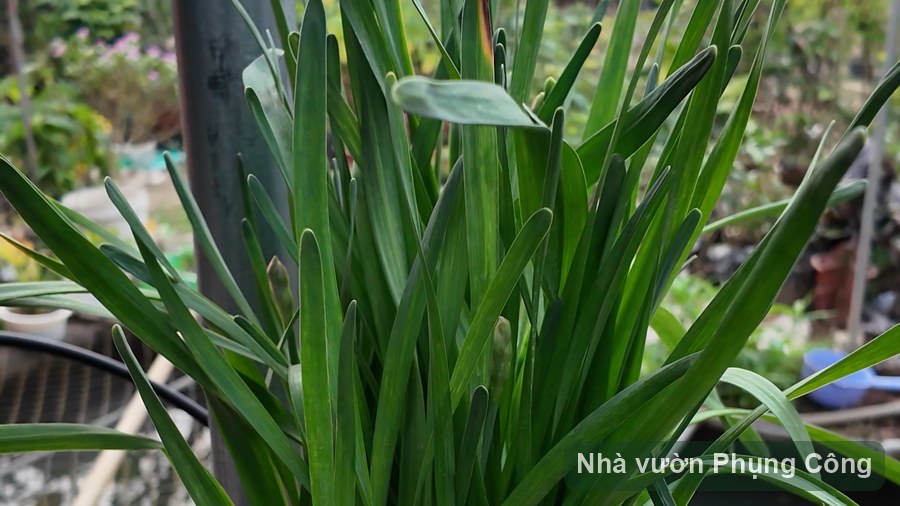 Củ thủy tiên hoa vàng Chương Châu: nuôi củ từ hè