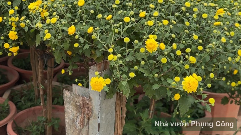 Cúc chi thân gỗ dáng tree sai nụ, hoa bền