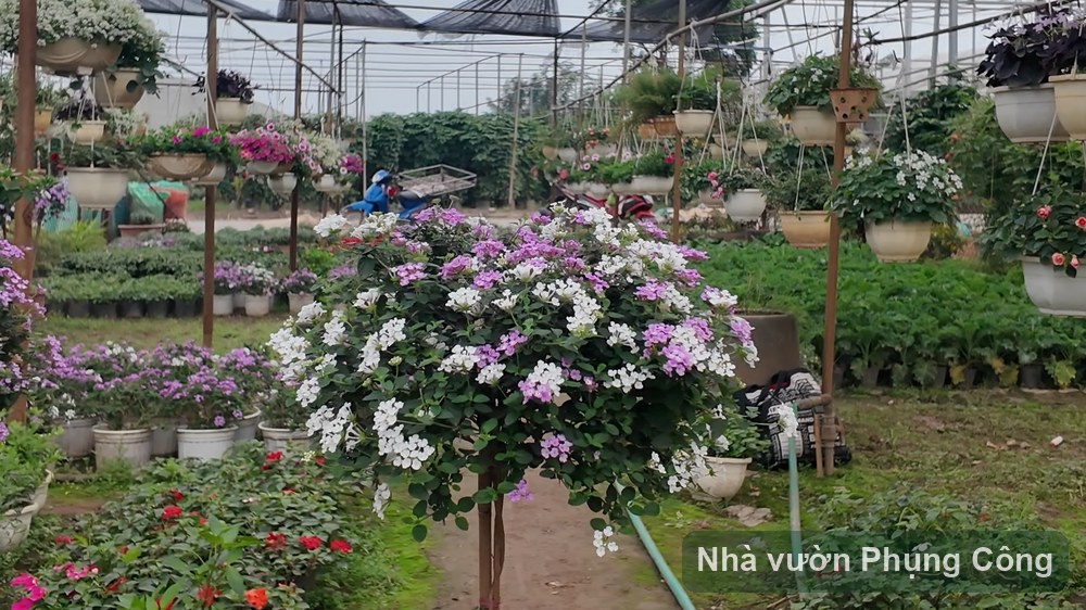 Cúc họa mi và cúc tím rủ trang trí thu