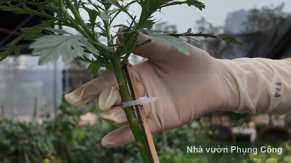 Cúc thân gỗ dáng tree: tạo thế và dưỡng nụ chơi Tết