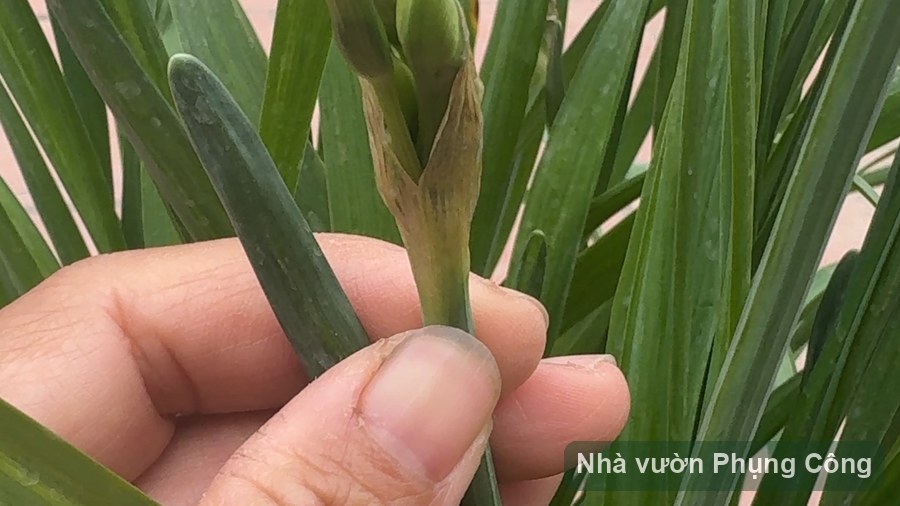 Gọt tỉa và ngâm củ thủy tiên cho nở đúng Tết