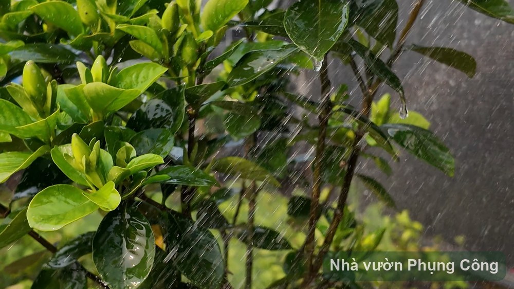 Hoa bạch thiên hương (dành dành ta) thơm sân tối