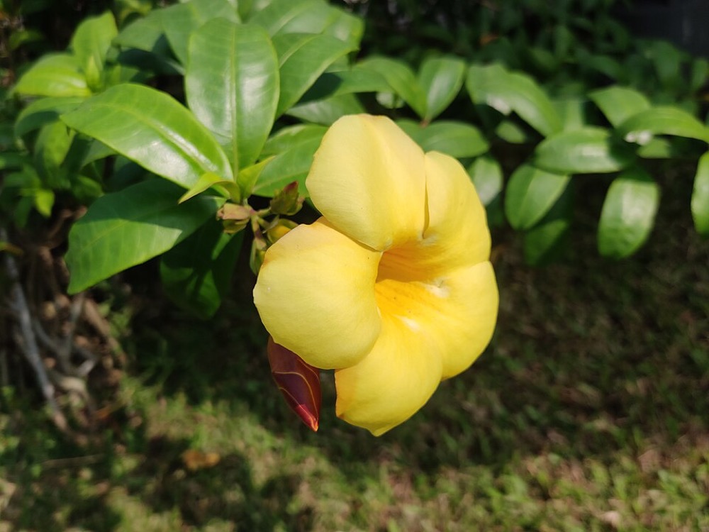 Hoa chuông vàng huỳnh anh: kích bông cho ban công thu