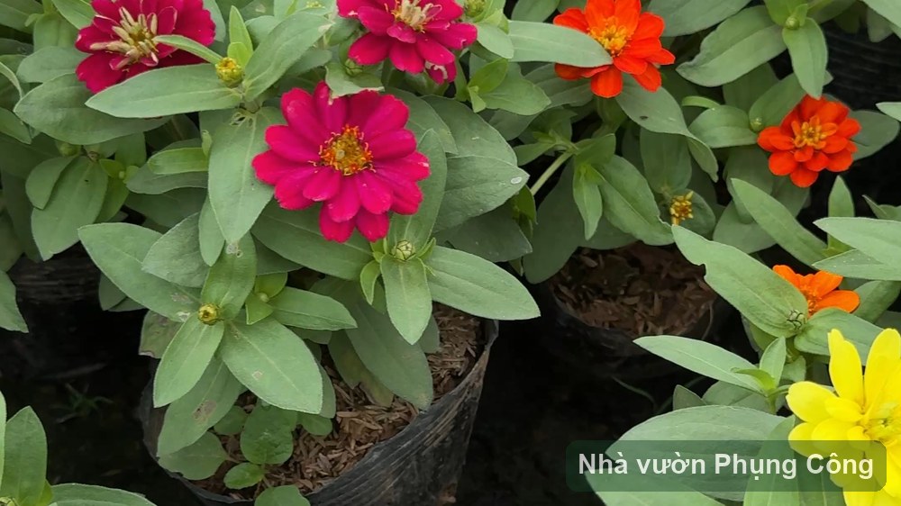 Hoa cúc lá nhám, cúc ngũ sắc nở rực mùa hè