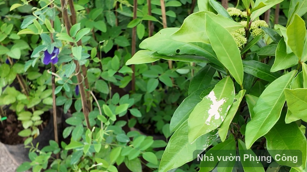 Hoa đậu biếc leo giàn, hái pha trà