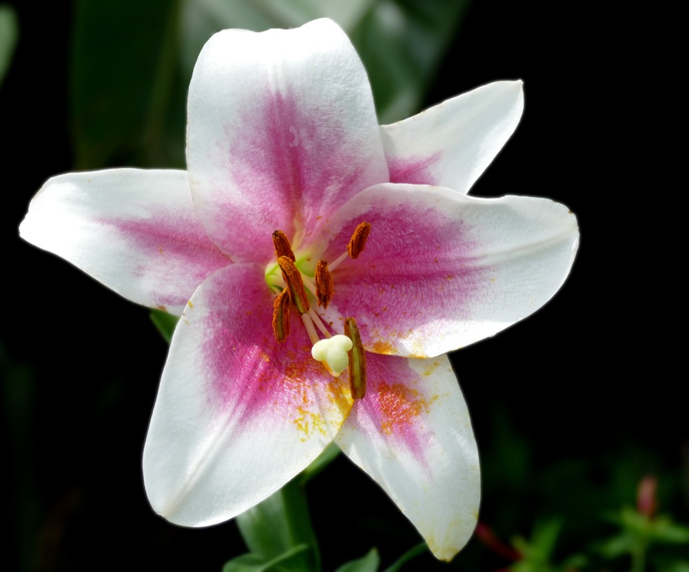 Hoa huệ tây (lily) canh trồng nở đúng Tết miền Bắc