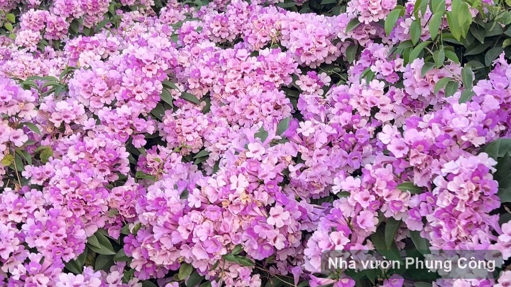 Hoa lan tỏi tím phủ tường rào nhanh