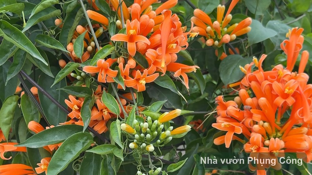 Hoa leo chùm ớt (rạng đông): trồng và kích bông