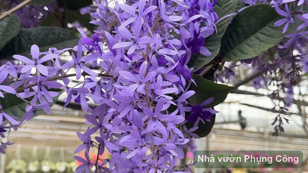 Hoa mai xanh Thái leo rủ: trồng và tạo dáng bonsai