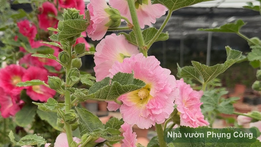 Hoa mãn đỉnh hồng leo phủ nhanh: trồng và chăm