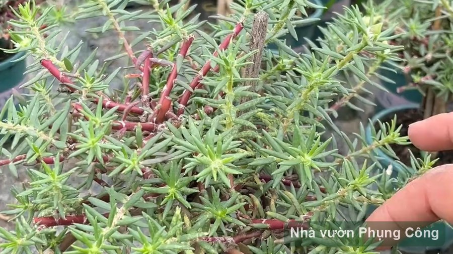 Hoa mười giờ thân gỗ bonsai: trồng và tạo dáng