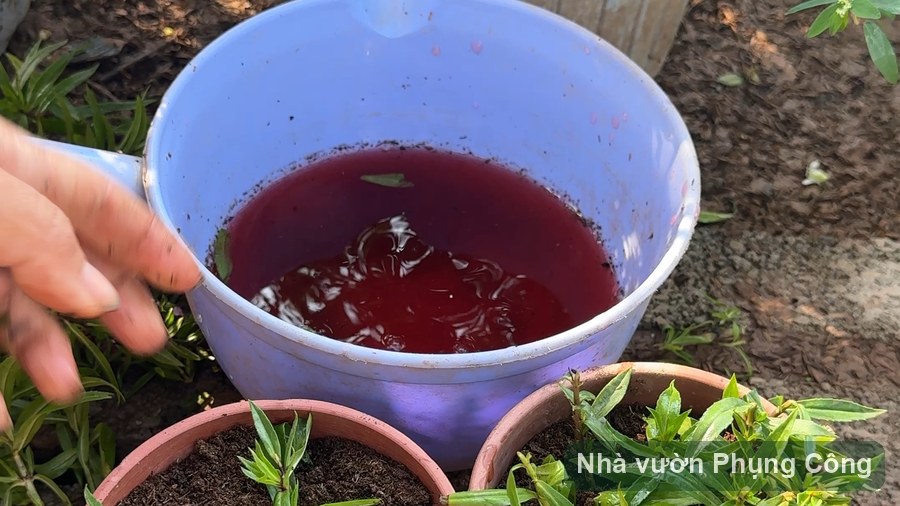 Hoa ngọc hân nhiều màu: chăm cho rực sân vườn