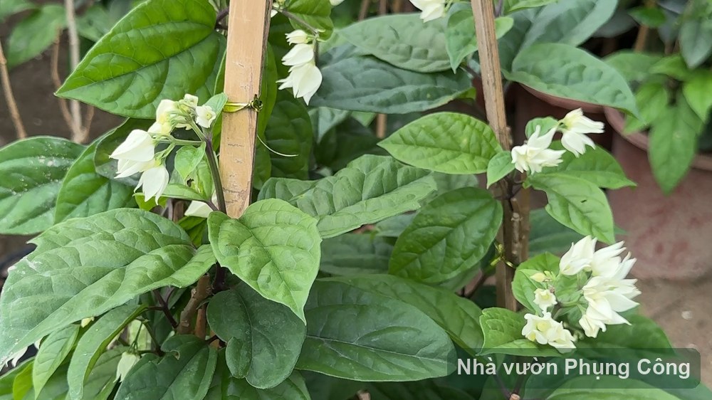 Hoa ngọc nữ trắng đỏ leo sai bông