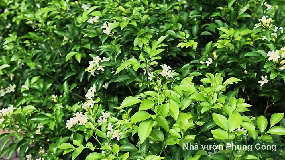 Hoa nguyệt quế ra hoa thơm sau mỗi cơn mưa