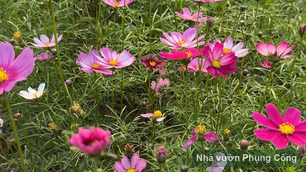 Hoa sao nhái (cosmos) nở rộ sân vườn từ hạt