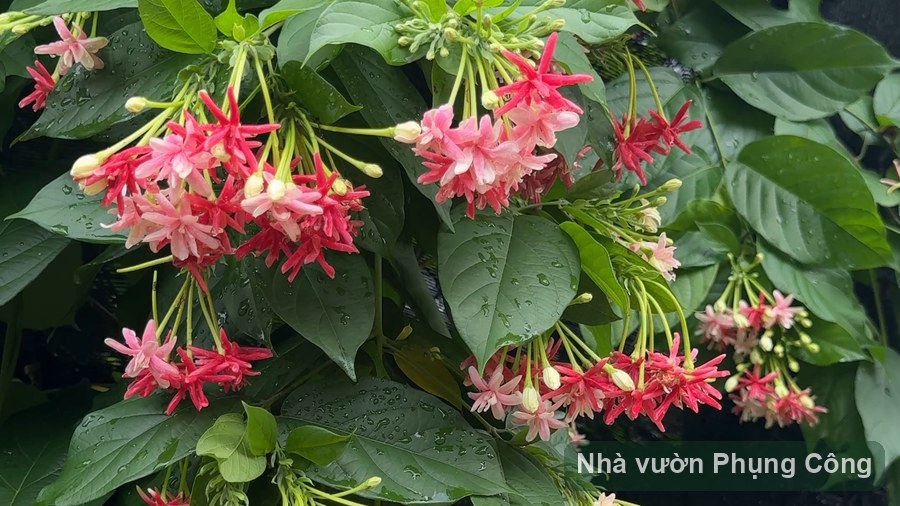 Hoa sử quân tử: dưỡng cho ra hoa đổi màu cuối hè
