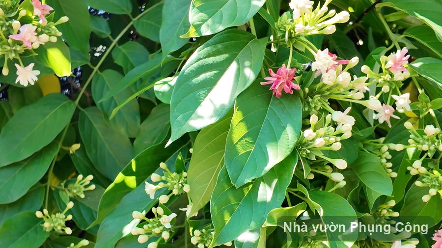 Hoa sử quân tử leo cổng, thơm và đổi màu