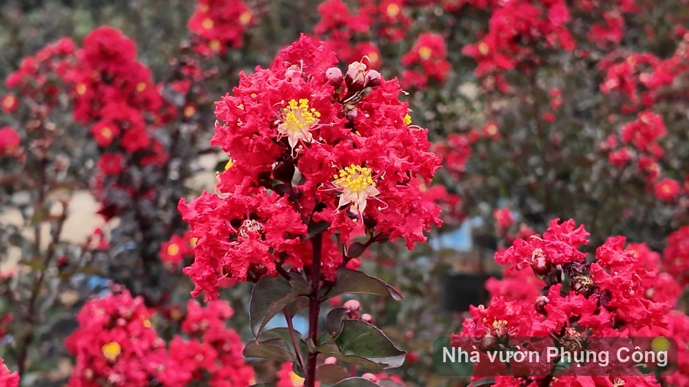 Hoa tường vy thân gỗ: cắt tỉa cho sai bông mùa thu